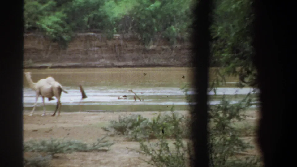 1969 Khartoum frame of a dromedary camel beside a shallow river channel, seen through dark home-movie frame edges.