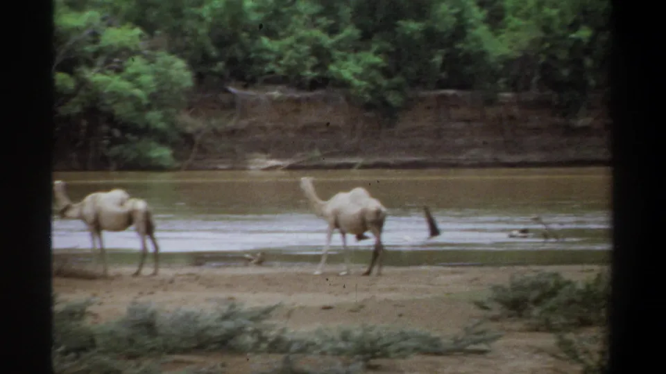 1969 Khartoum-area 8mm frame showing dromedary camels beside shallow brown river water, partly framed by dark vertical obstruction.