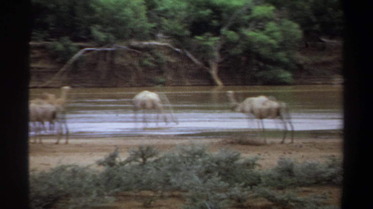 Camels are spread along shallow river water near a wooded bank.