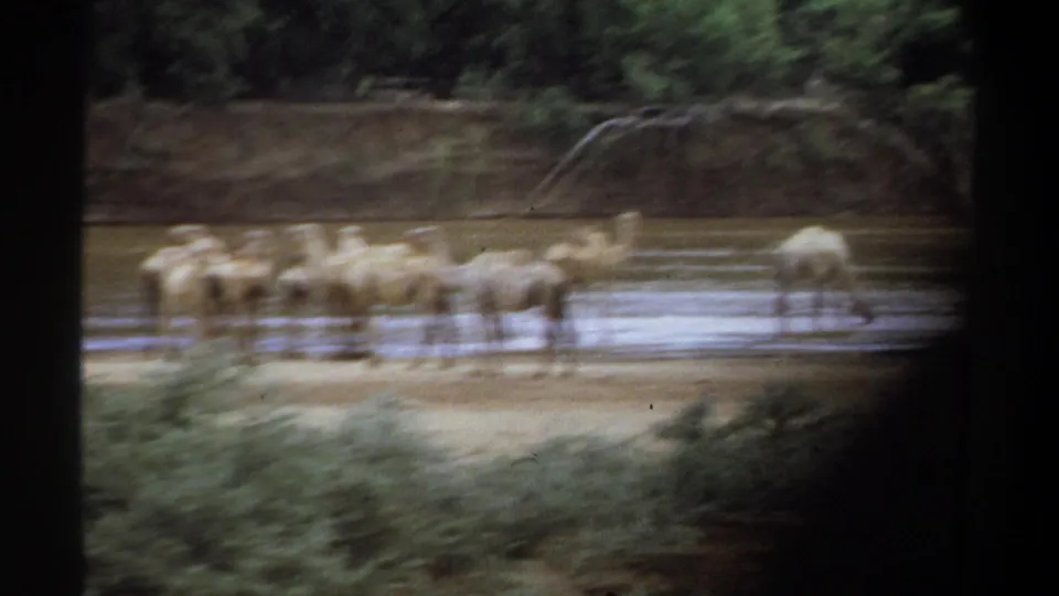 Motion-blurred 1969 Khartoum-area 8mm frame showing a camel herd along shallow river water with trees and brush behind.