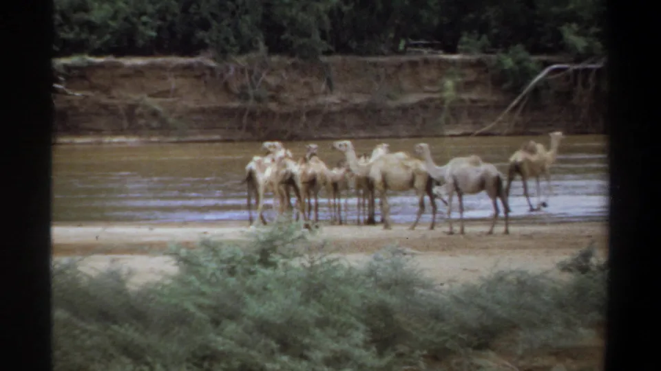 1969 Khartoum-area home-movie frame showing a compact group of dromedary camels at a muddy riverbank with trees beyond.
