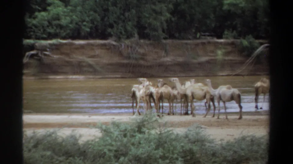 1969 Khartoum 8mm frame showing a group of camels standing and drinking beside shallow river water.