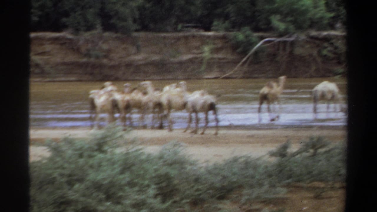 1969 Khartoum home-movie frame with camels grouped in shallow brown water below a green riverbank.