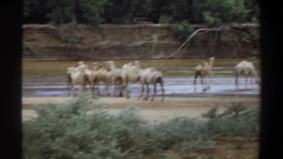 1969 Khartoum home-movie frame with camels grouped in shallow brown water below a green riverbank.