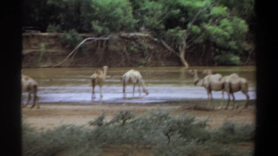 1969 Khartoum 8mm frame showing camels spaced along the river shallows with brush and trees beyond.