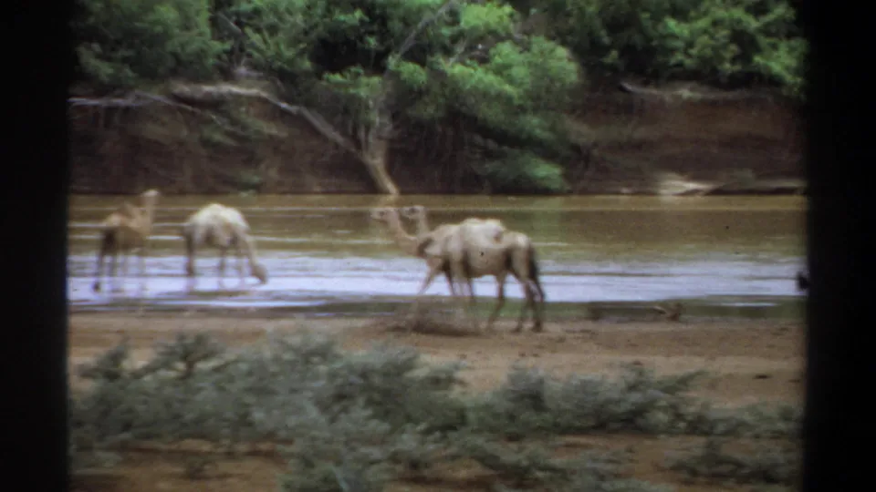 1969 Khartoum home-movie frame with camels drinking at the river edge beneath a wooded far bank.