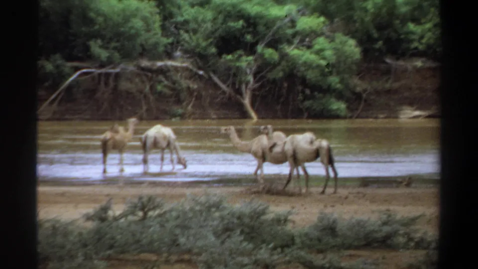 1969 Khartoum home-movie frame showing single-humped camels near a shallow river with trees and scrub behind them.