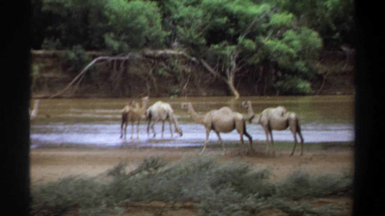 1969 Khartoum footage frame with several dromedary camels drinking and standing along a vegetated riverbank.