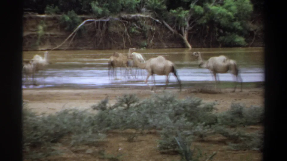 1969 Khartoum home-movie frame showing camels wading along a riverbank, partly softened by motion and film grain.