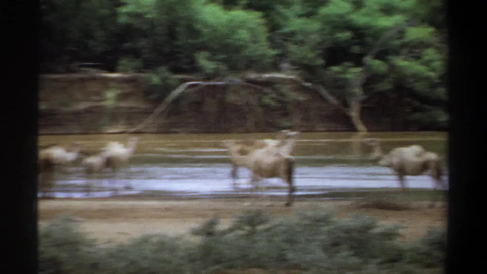 1969 Khartoum riverside frame with dromedary camels in shallow water, seen through soft handheld 8mm motion.