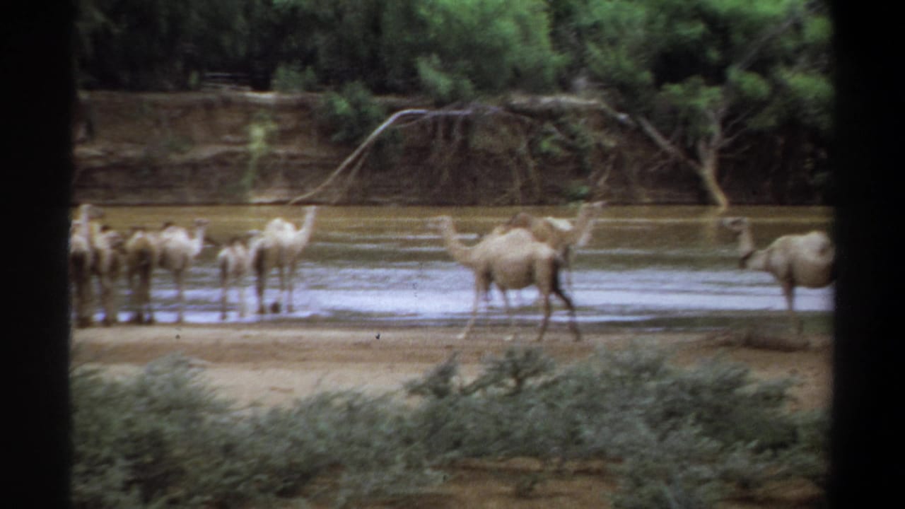 1969 Khartoum, Sudan home-movie frame showing camels gathered at a muddy riverbank, seen through dark vertical borders.