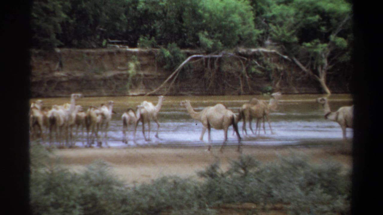 1969 Khartoum, Sudan frame with camels drinking or standing in shallow river water below a tree-lined embankment.