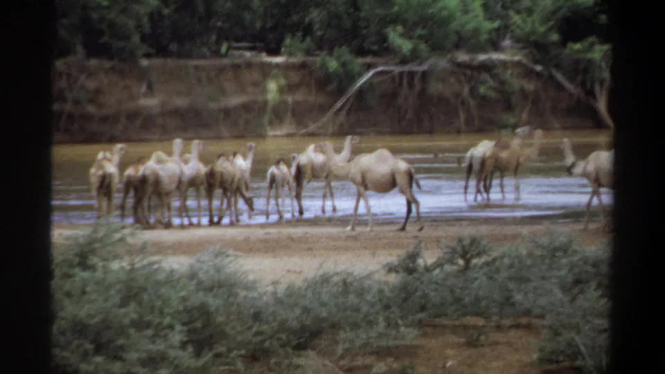 1969 Khartoum, Sudan 8mm frame showing camels clustered at a shallow river edge, with scrub and trees around the bank.