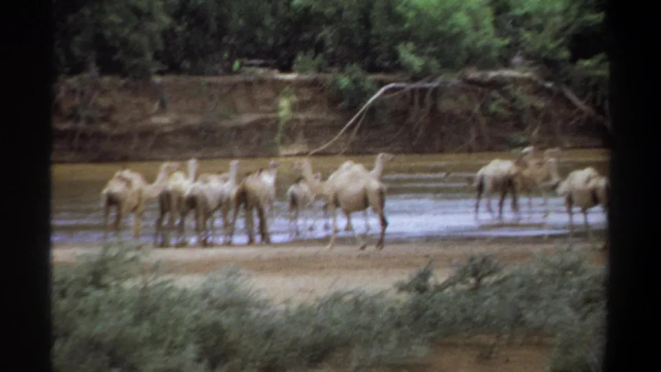 1969 Khartoum, Sudan home-movie frame of camels moving and standing in shallow muddy water near a vegetated riverbank.