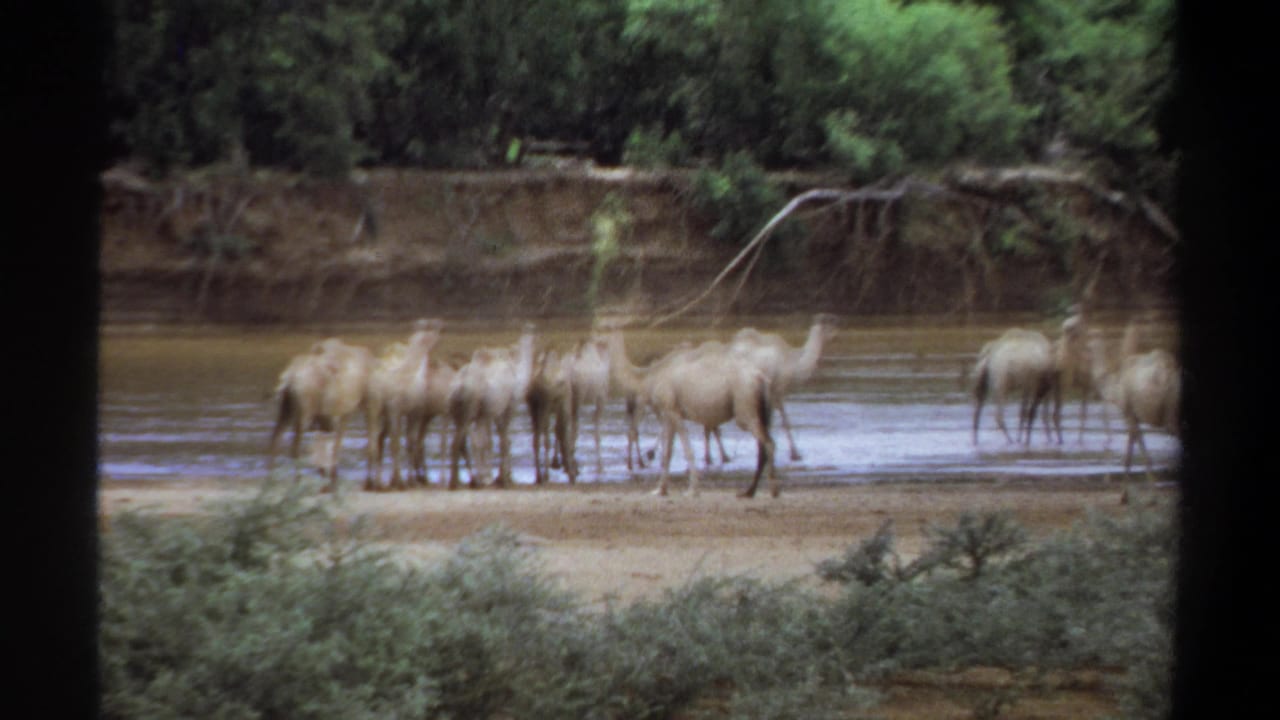 Camels gathered in shallow water beside a muddy, tree-lined riverbank.