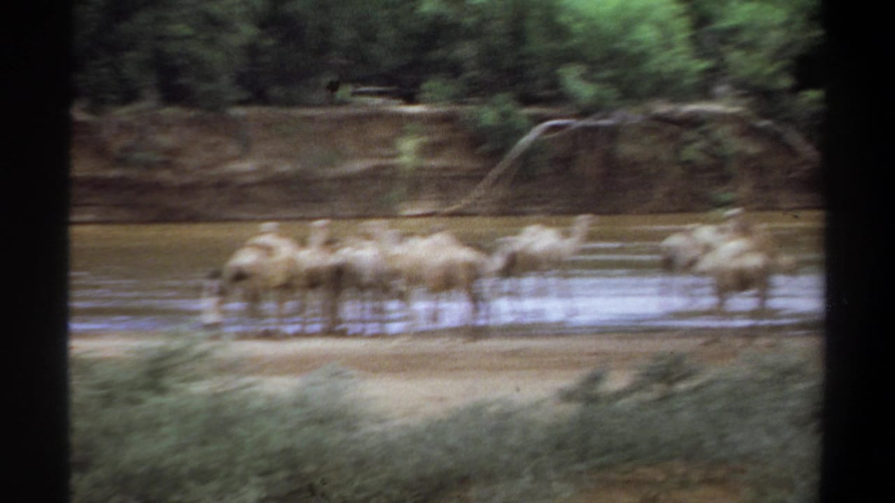 Camels stand and wade along a river edge, partly blurred by motion.