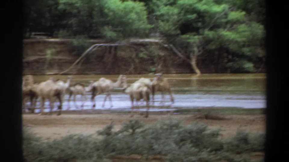 1969 Khartoum home-movie still showing camels crossing shallow river water beneath a tree-lined muddy bank.