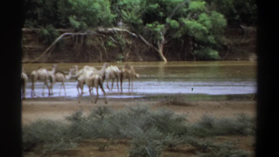 1969 Khartoum frame showing camels drinking and standing at a muddy, tree-lined riverbank in faded 8mm color.