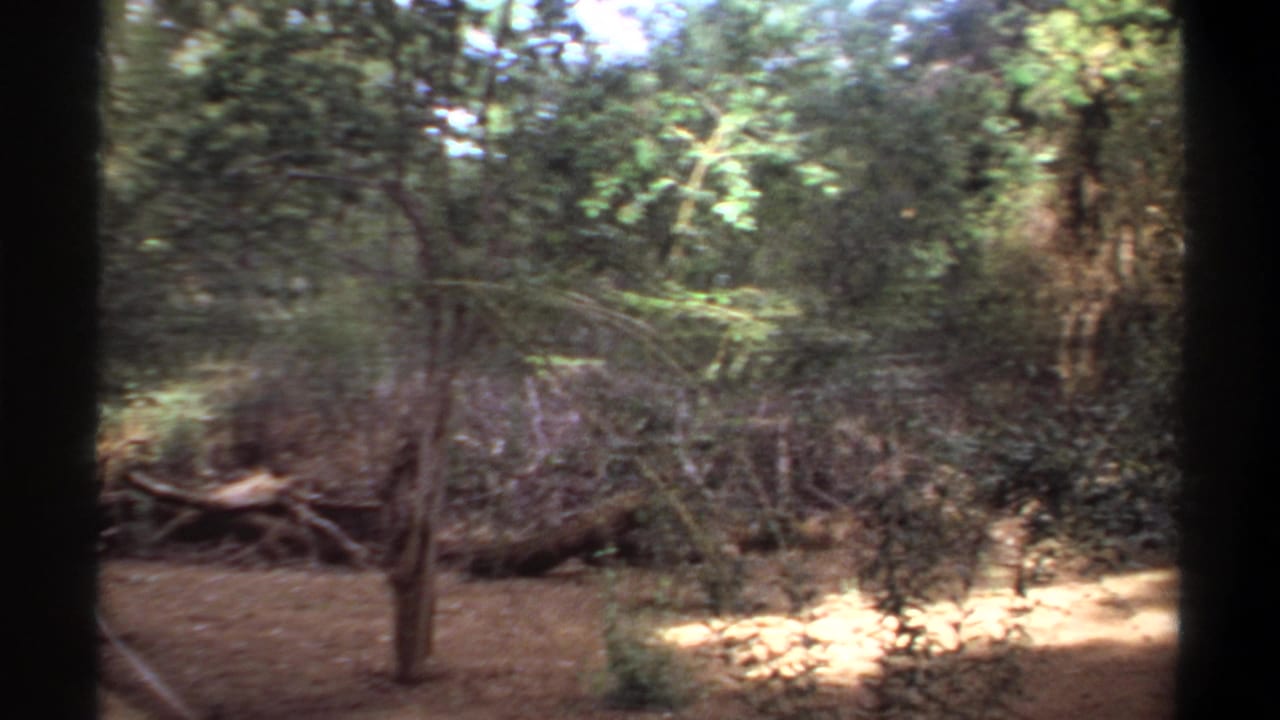 1969 Khartoum home-movie frame panning across trees, brush, fallen limbs, and dappled light near the campsite.