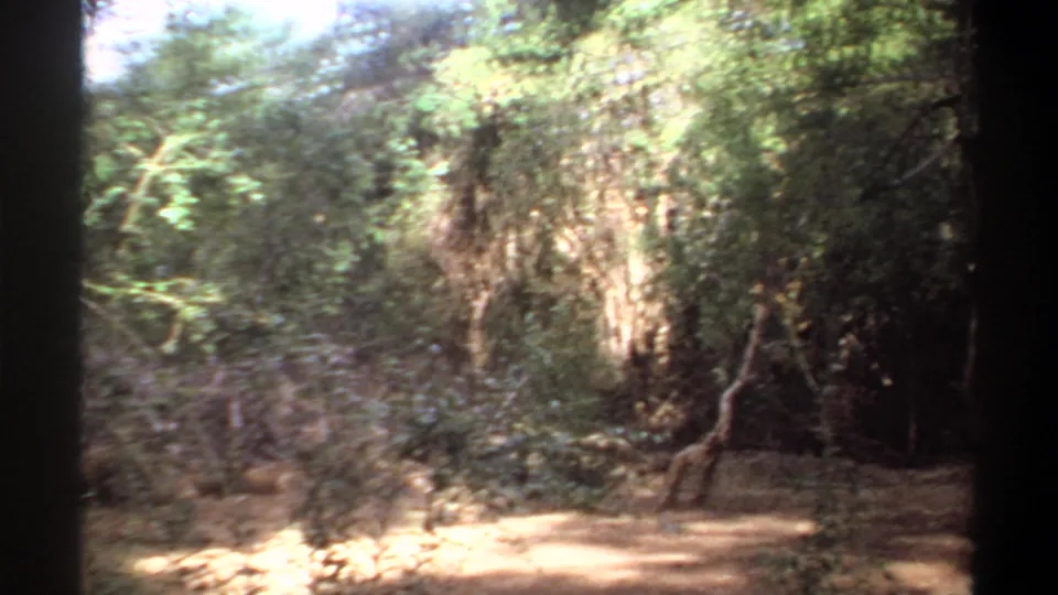 1969 Khartoum home-movie frame showing a wooded clearing with brush, dry ground, and soft sunlight through the trees.