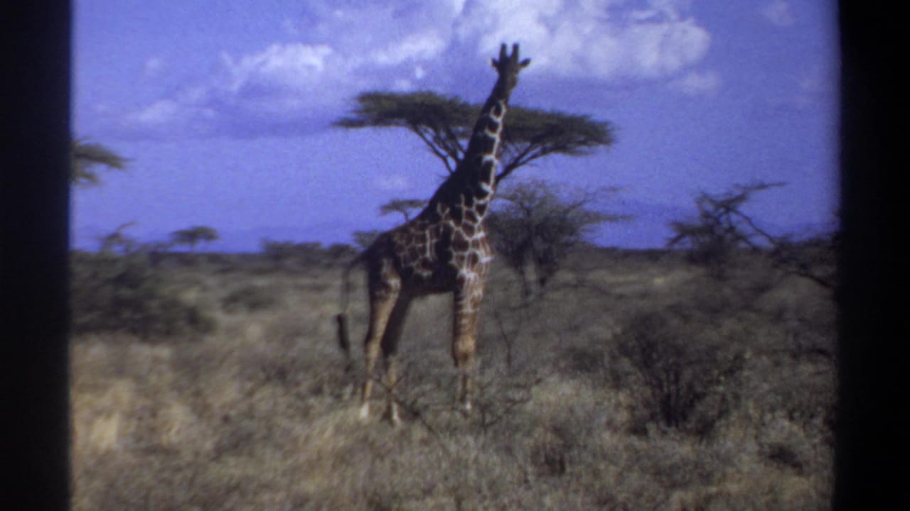 Giraffe standing in dry savanna near scattered trees under a blue sky.