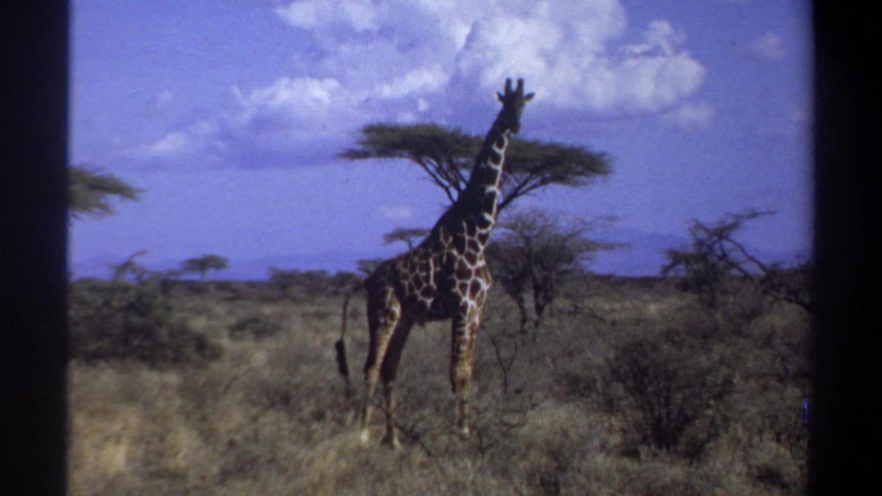 The giraffe remains alone in a 1969 Sudan savanna view, framed against sparse vegetation and a bright clouded sky.