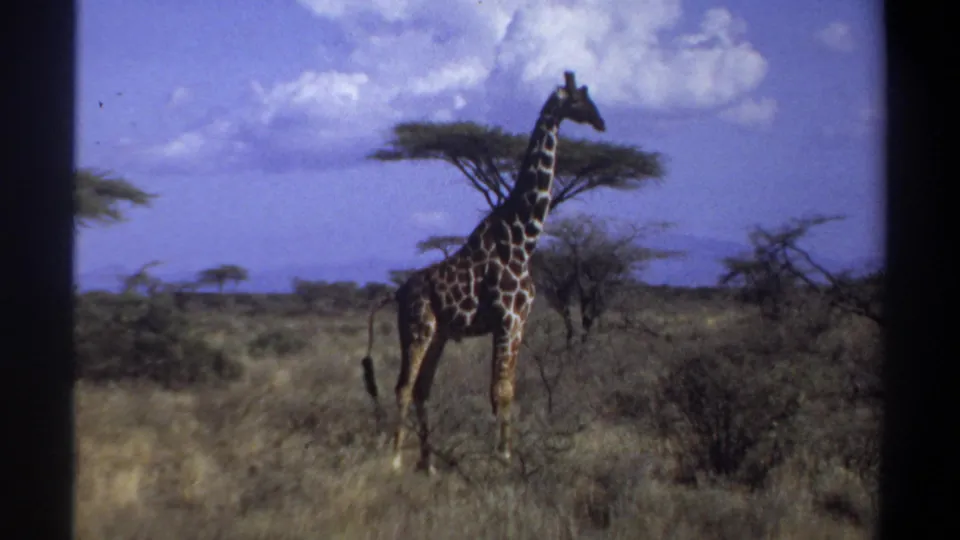 In this 1969 Khartoum, Sudan frame, the giraffe appears to angle its head while standing in open savanna vegetation.