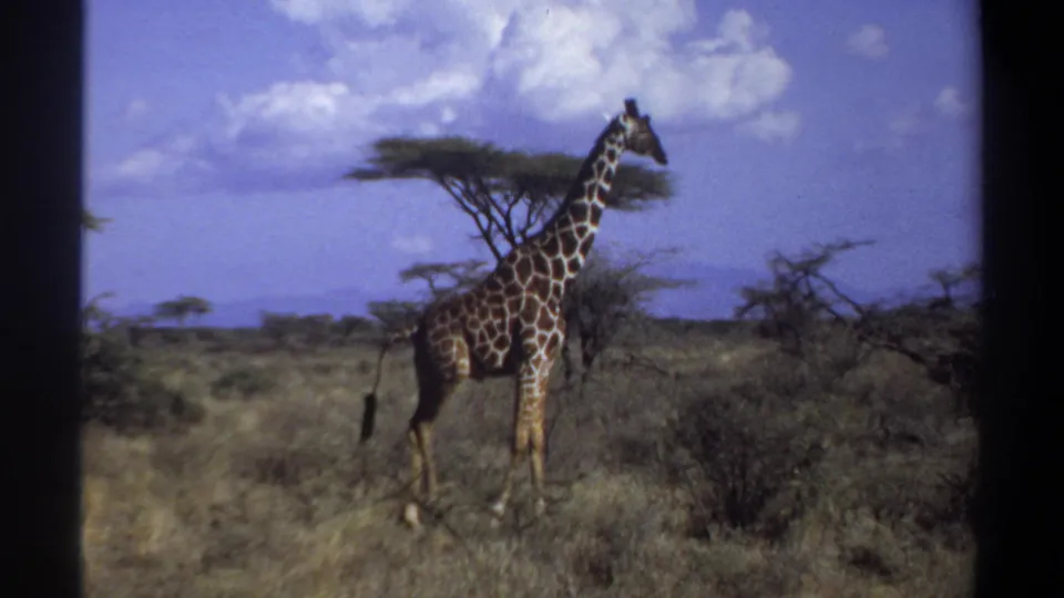 Final 1969 Sudan 8mm frame showing the giraffe in profile against open dry grassland, scattered trees, and a blue sky.