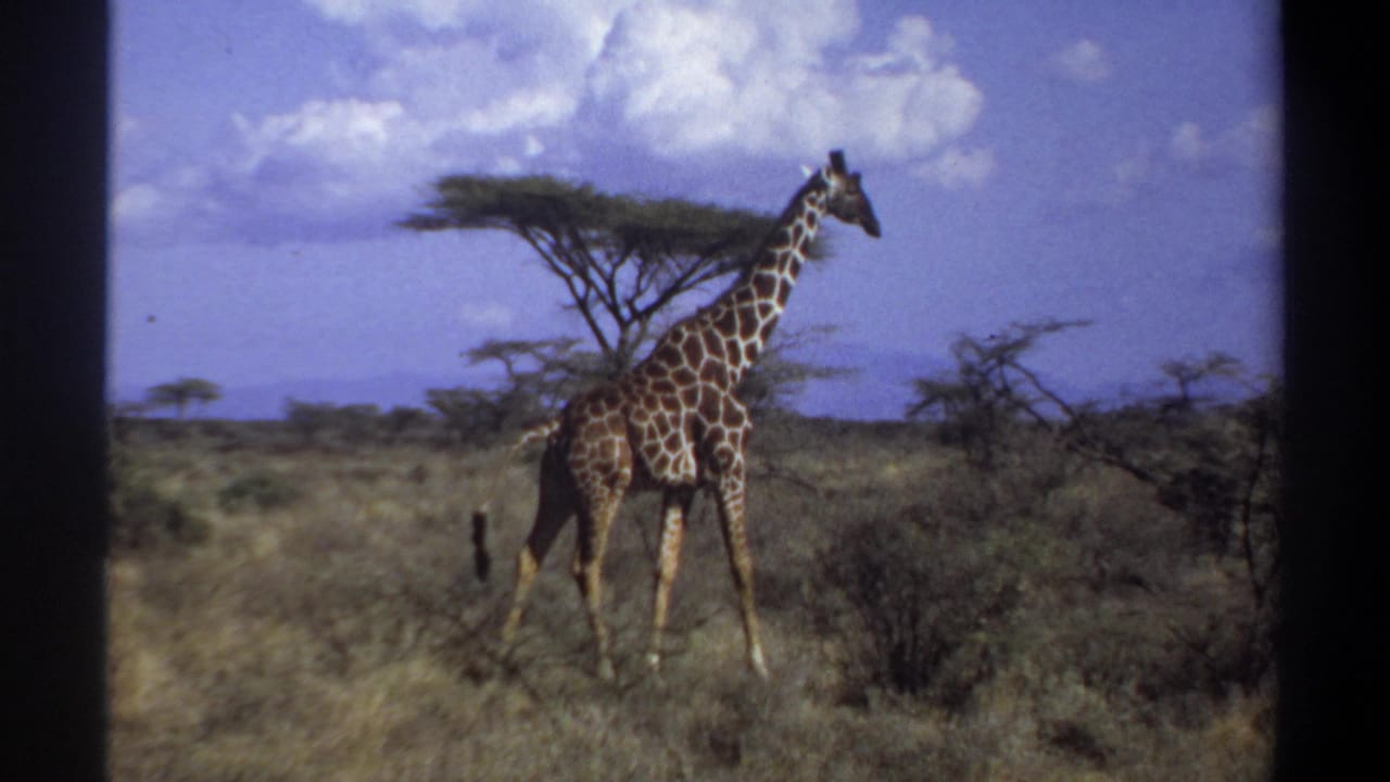 1969 8mm Sudan footage shows a giraffe in tall savanna grass with scattered shrubs and acacia-like trees behind it.