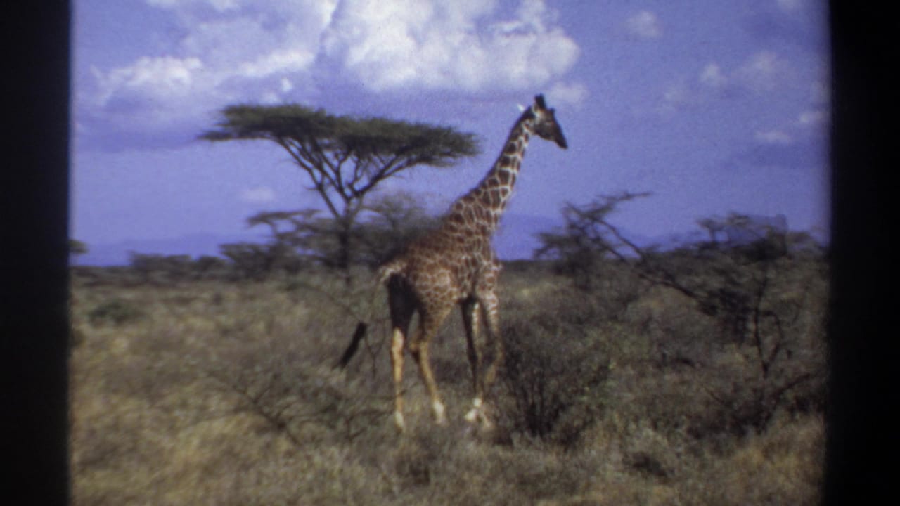 A giraffe walks through brushy savanna near Khartoum, Sudan, as identified by metadata, with trees and clouds in view.