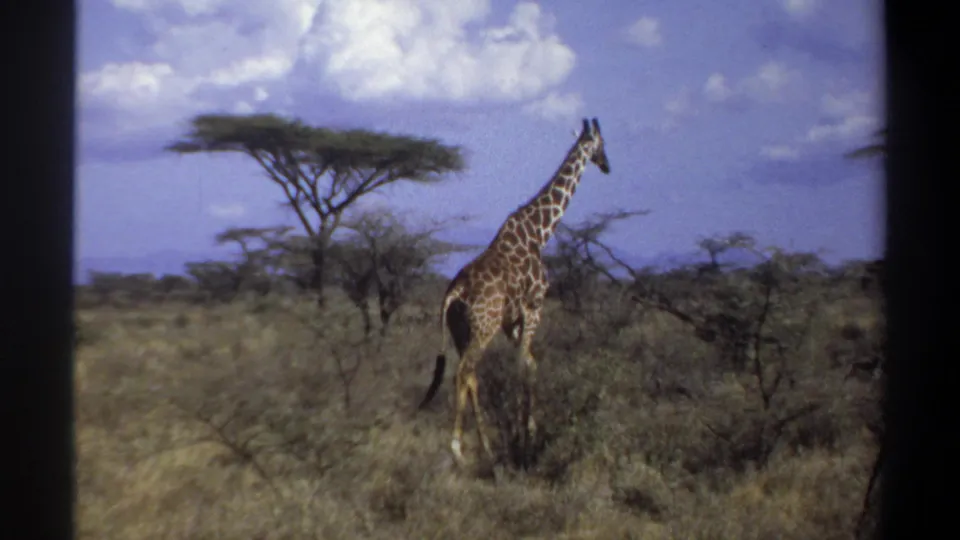 The 8mm frame shows the giraffe from behind as it moves away through tall grass in a Sudan savanna setting.