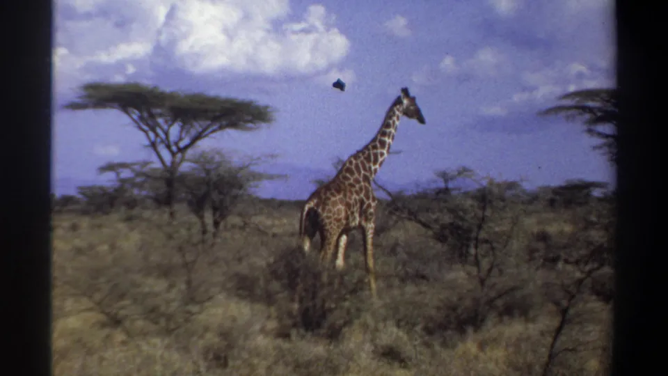 A giraffe appears among shrubs and tall grass in 1969 8mm footage from Khartoum, with a partly cloudy sky overhead.