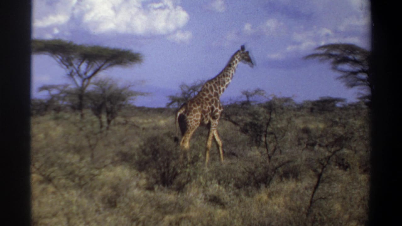 1969 Sudan 8mm frame showing a giraffe in open grassland near acacia-like trees under a bright sky.