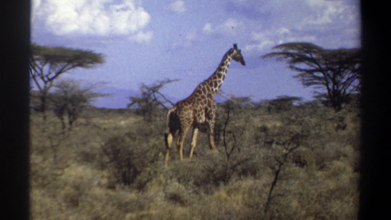 Giraffe standing in brushy grassland with trees across the horizon.