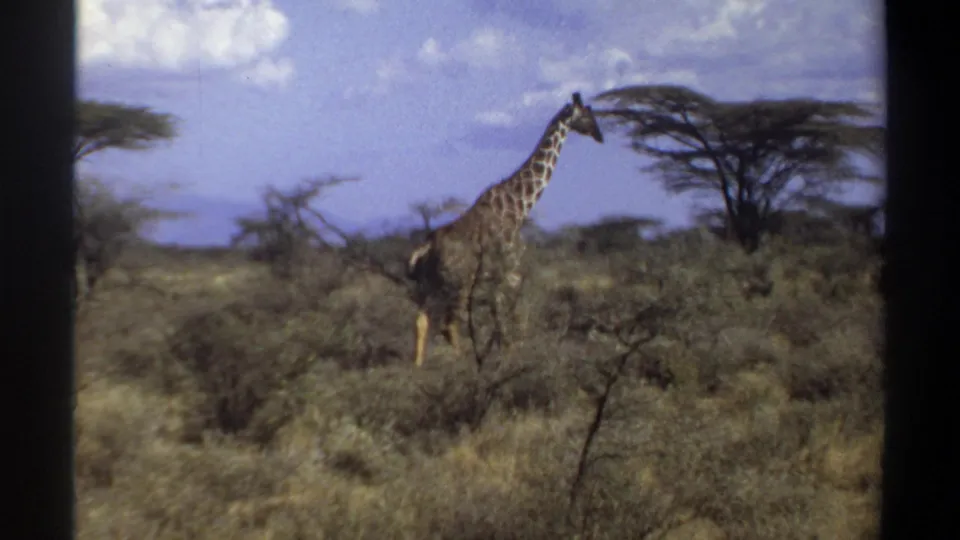 1969 Sudan 8mm footage frame with a giraffe crossing grassland, partly obscured by foreground vegetation.