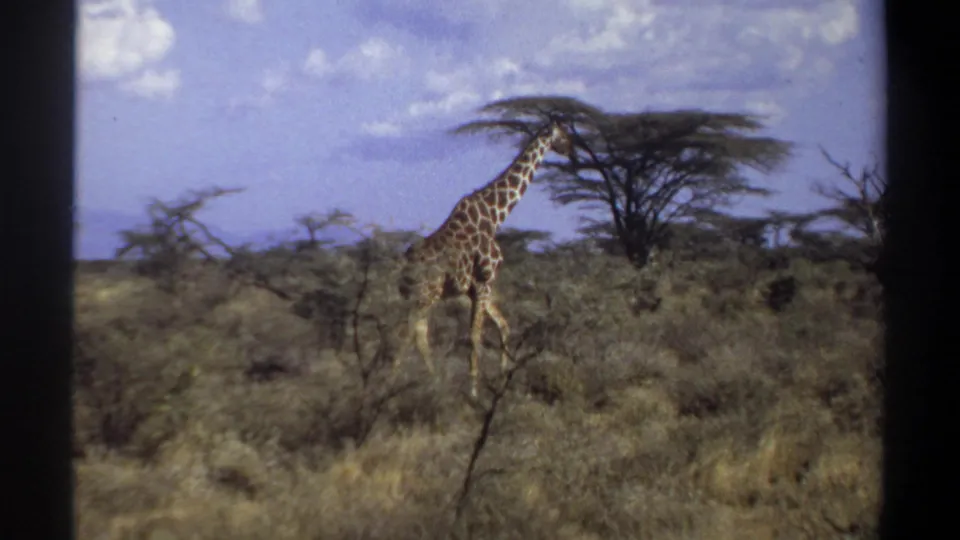 Final 1969 Sudan frame showing the giraffe continuing through dry grassland beneath a broad tree canopy.