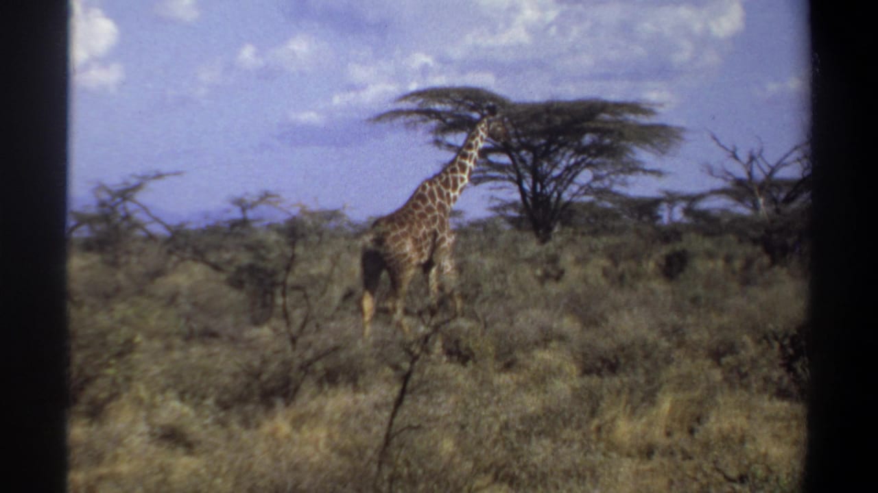1969 Sudan 8mm frame showing a giraffe in dry savanna brush, with scattered trees, blue sky, and distant hills in the background.