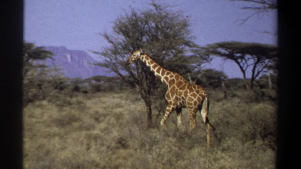 Giraffe walking through grassland beside a bushy tree under a bright sky.