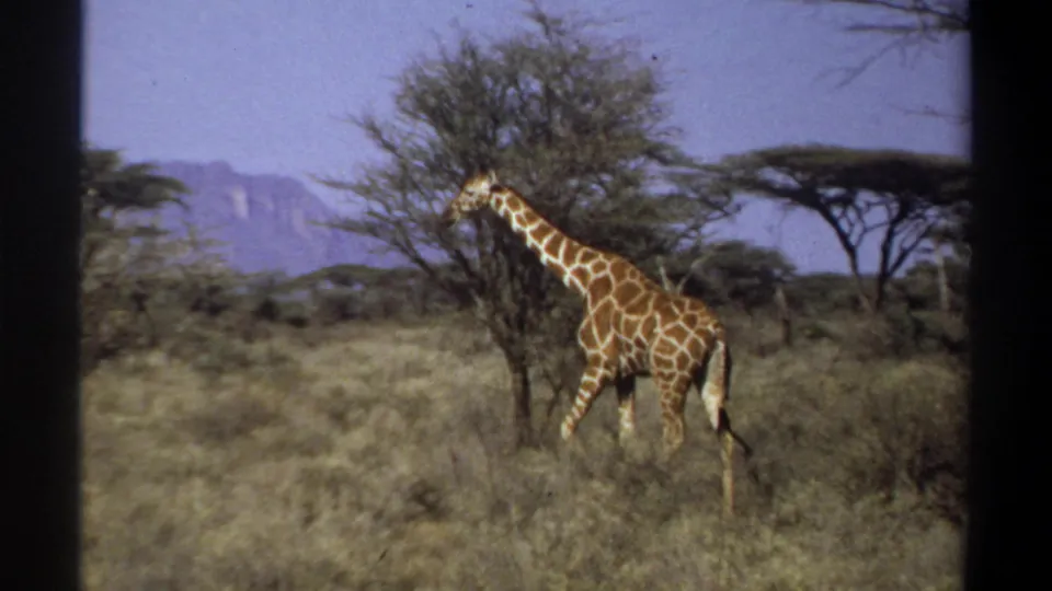 1969 Sudan home-movie frame of a giraffe walking across dry grassland near a bushy tree, with acacia-like trees and hills behind.
