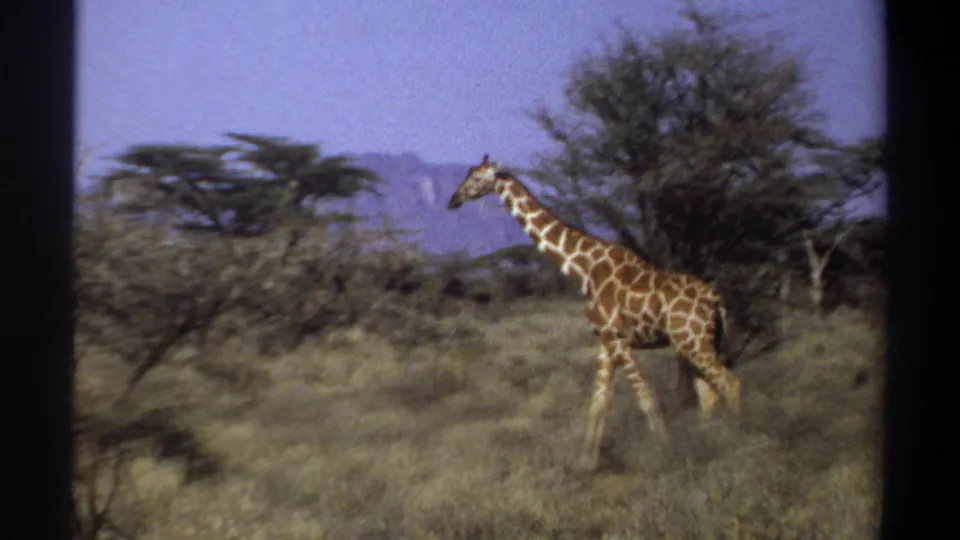 1969 Sudan 8mm frame showing a giraffe in profile crossing dry brush, with scattered trees, hazy hills, and a soft home-movie look.