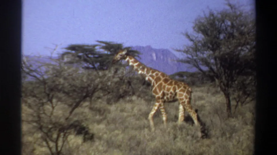 1969 Sudan 8mm frame of a giraffe moving through scrubby grassland, partially surrounded by brush with distant hills beyond.