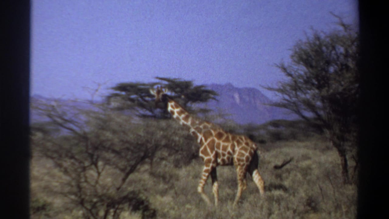 1969 Sudan 8mm frame showing a giraffe moving through tall grass and sparse trees with blue sky and distant hills.