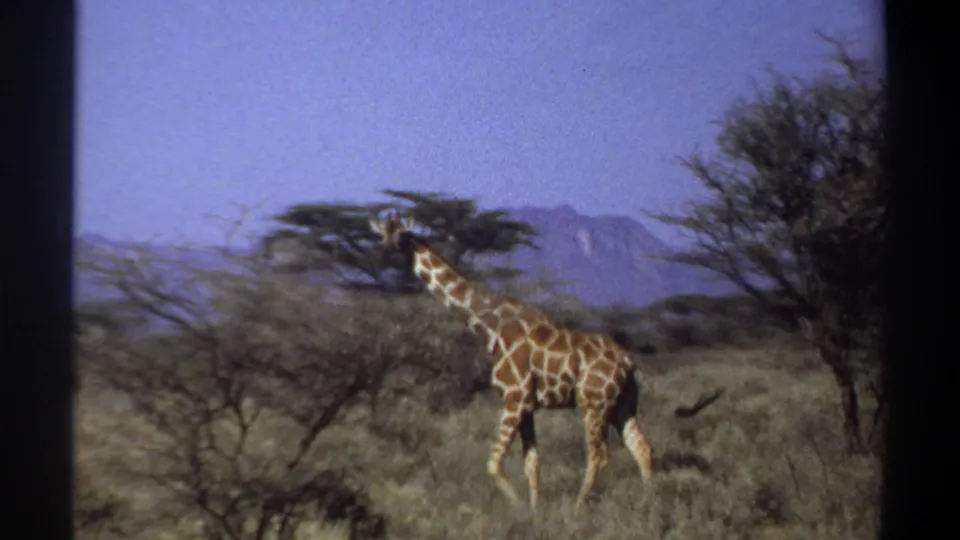 1969 Sudan 8mm frame showing a giraffe moving through tall grass and sparse trees with blue sky and distant hills.