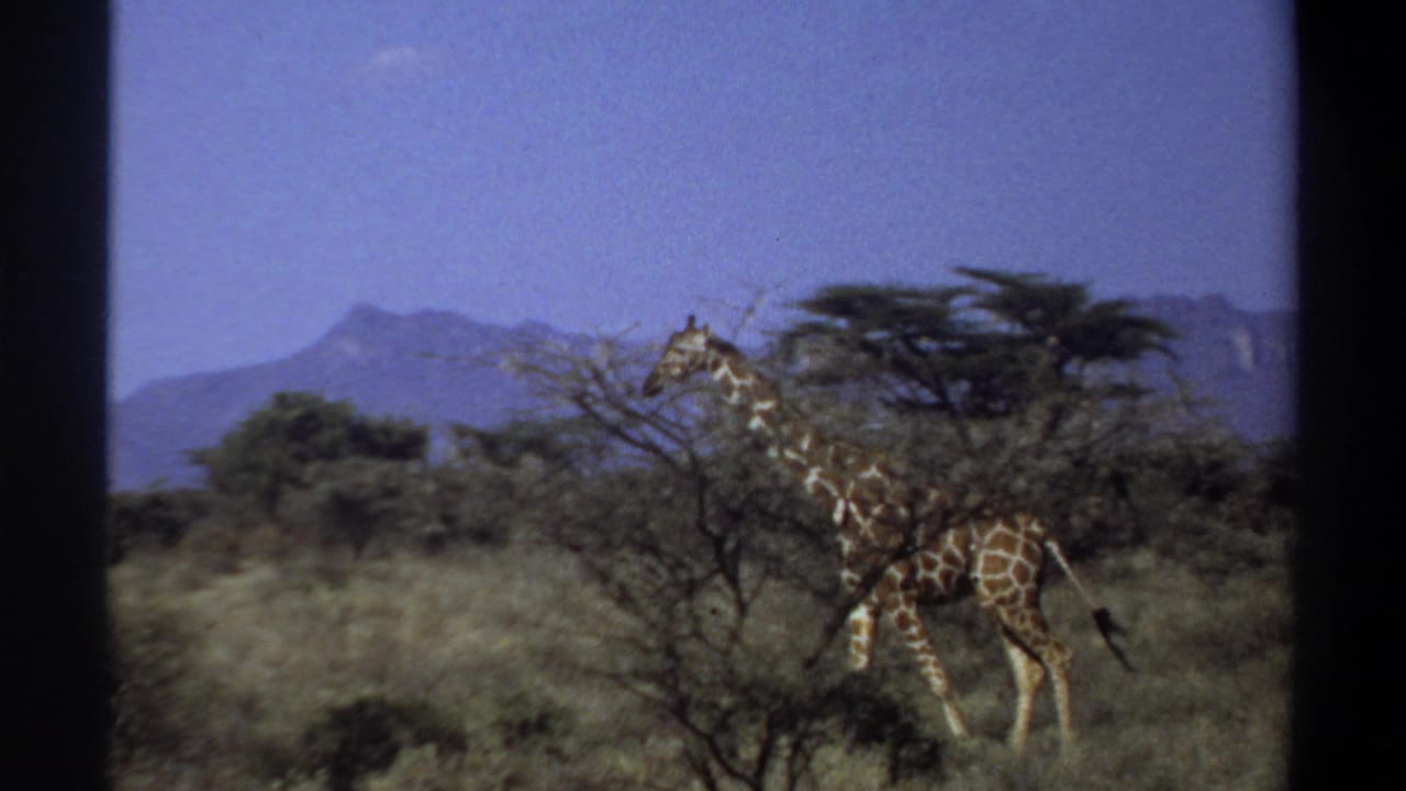 1969 Sudan 8mm frame with a giraffe partly screened by brush in a grassy savanna landscape below distant mountains.