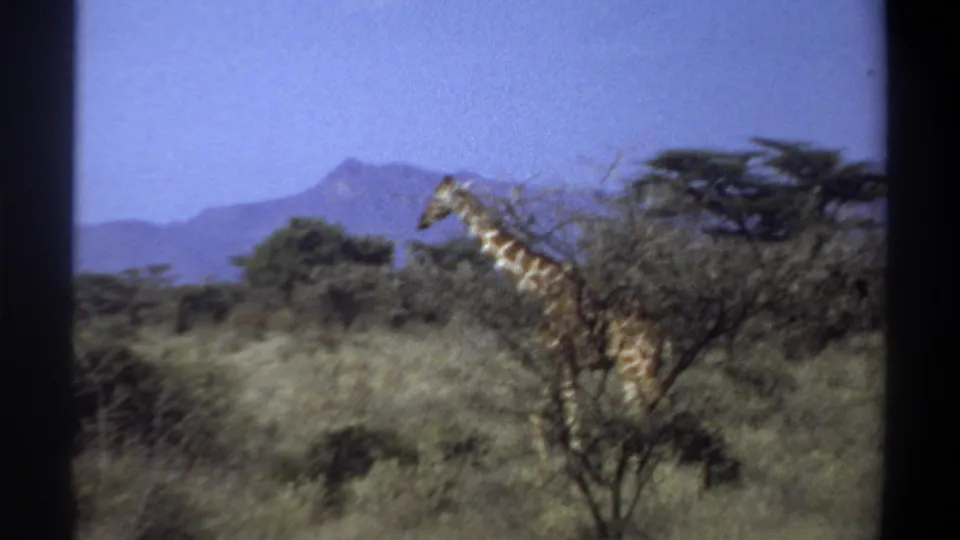 1969 Sudan 8mm frame showing a giraffe among tall grass and foreground branches, with hazy hills under a clear sky.