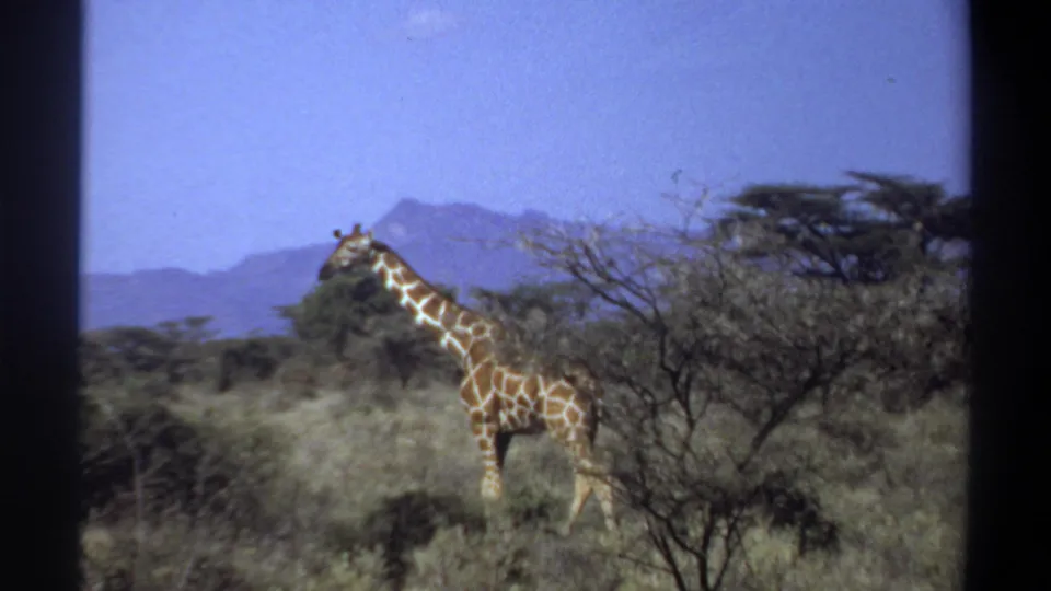 1969 Sudan 8mm frame showing a giraffe beside a thorny tree, set against tall grass, distant mountains, and blue sky.