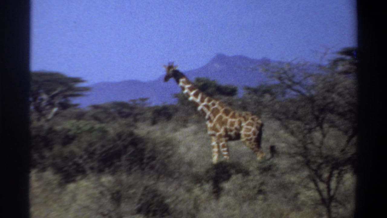 1969 Khartoum, Sudan home-movie frame showing a giraffe in tall savanna grass with scattered trees and mountains beyond.
