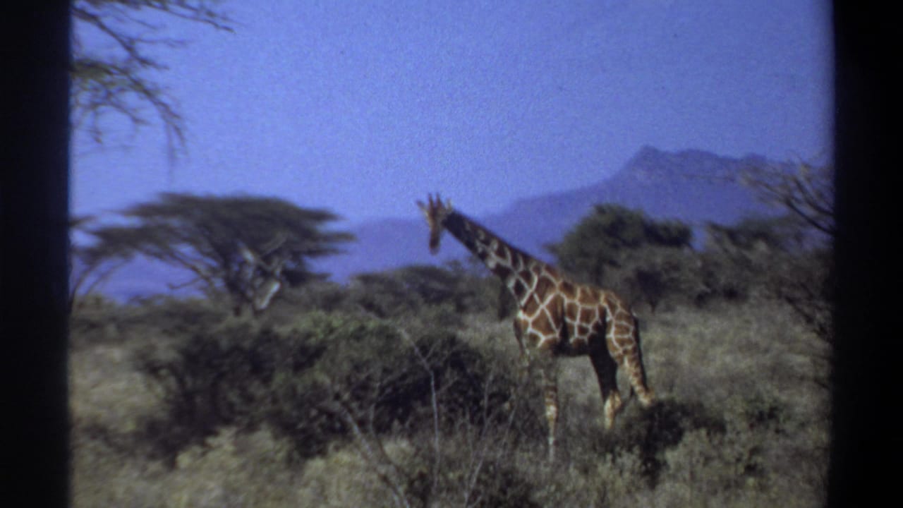 1969 Khartoum, Sudan frame of a giraffe walking across a grassy field dotted with shrubs and trees under a blue sky.