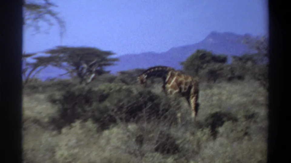 1969 Khartoum, Sudan home-movie frame showing a giraffe lowering its head to feed among shrubs in a grassy landscape.