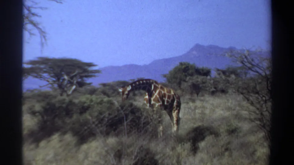1969 Khartoum, Sudan frame of a giraffe grazing in a sunlit savanna scene with shrubs, trees, and distant mountains.